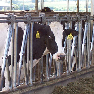 Dairy cow